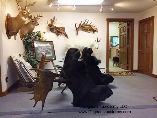 moose head mount